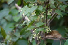 Clematis gouriana